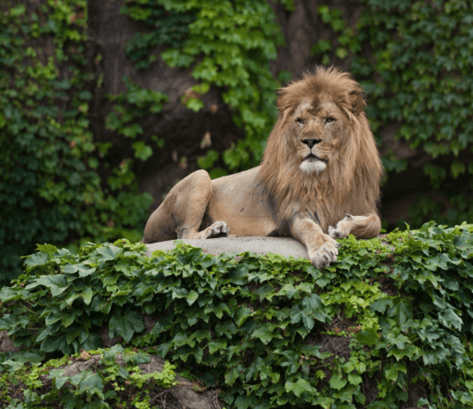 История старейшего зоопарка Чикаго