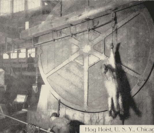 History of the Yards, a meat packaging and processing company in Chicago