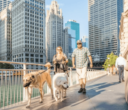 Найпопулярніші породи собак у Чикаго