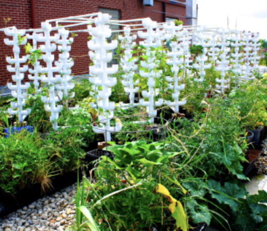 История эко-фермы «The Urban Canopy» в Чикаго