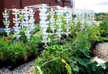 History of The Urban Canopy eco-farm in Chicago