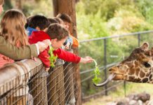 Історія Брукфілдського зоопарку