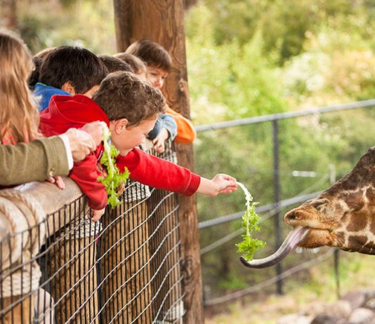 История Брукфилдского зоопарка