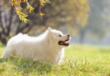 Американський ескімоський шпіц – популярна порода собак в Чикаго з 20 століття