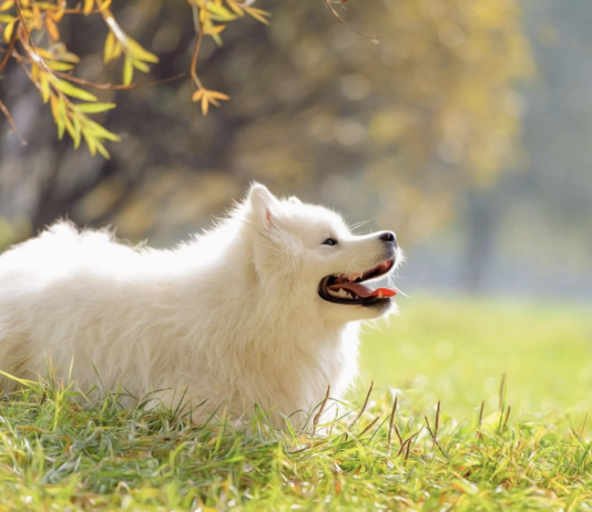 Американский эскимосский шпиц – популярная порода собак в Чикаго с 20 века