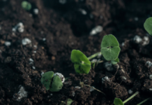 В якому стані ґрунти у Чикаго?