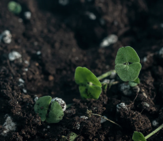 В каком состоянии почвы в Чикаго?