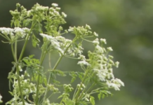 Отруйні рослини, які можна зустріти у Чикаго