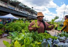 The History of Gardening in Old Chicago