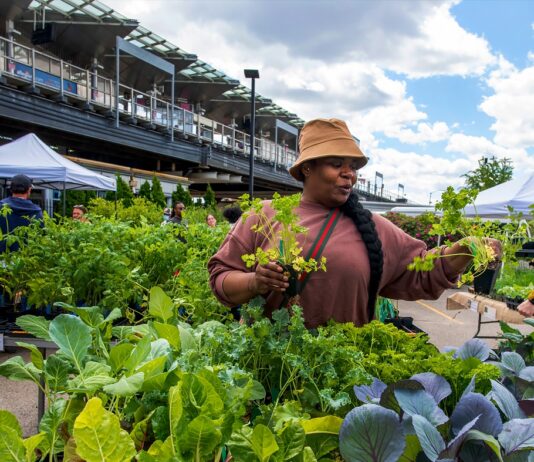 Історія садівництва в старому Чикаго