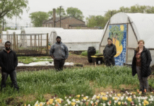 Urban Growers Collective – міське фермерство як інструмент соціальних змін у Чикаго