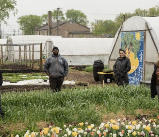 Urban Growers Collective – городское фермерство как инструмент социальных изменений в Чикаго